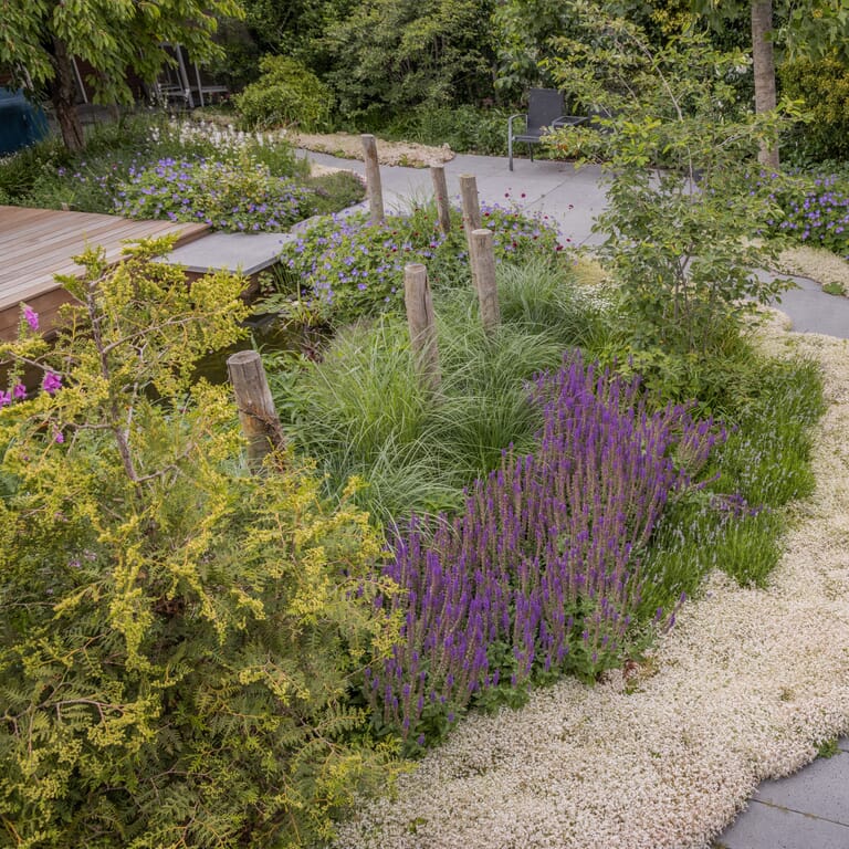 Groen perceel met lavendel