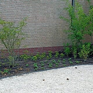 Biergarden, Jeu des boules baan en Osmanthus wolken