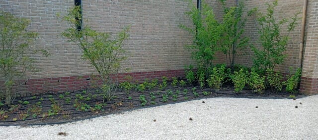 Biergarden, Jeu des boules baan en Osmanthus wolken