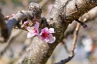 Japan - een bijzondere kennismaking