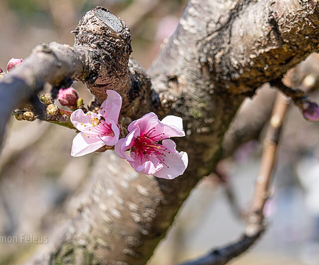 Japan - een bijzondere kennismaking