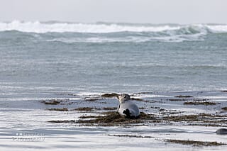 Op de valreep: Winter in IJsland