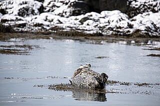 Op de valreep: Winter in IJsland