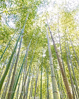 Japan - een bijzondere kennismaking