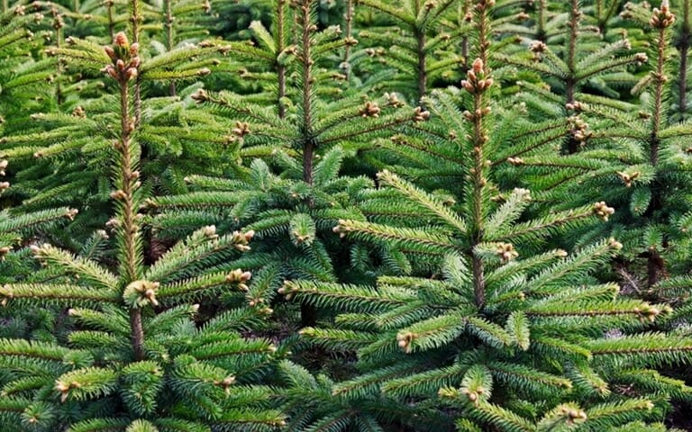 kerstbomen