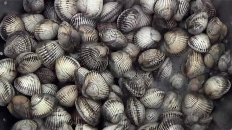 kokkels-grevelingendam