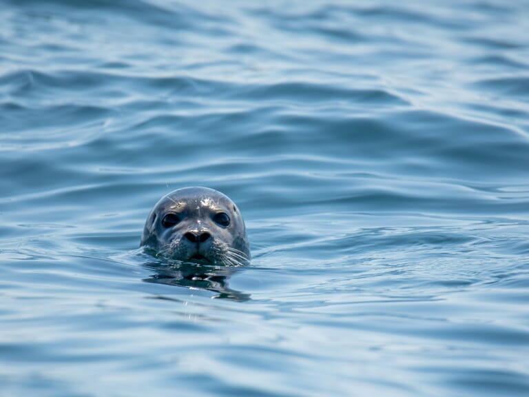 zeehondensafari_bruinisse_grevelingenmeer