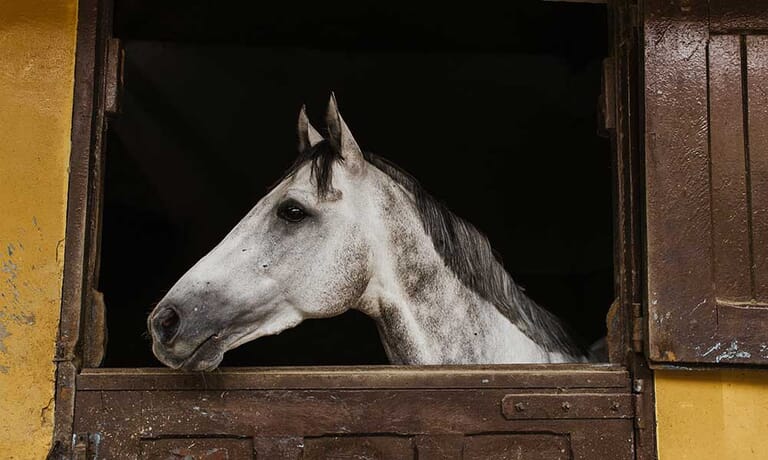 paard-in-stal-pexels