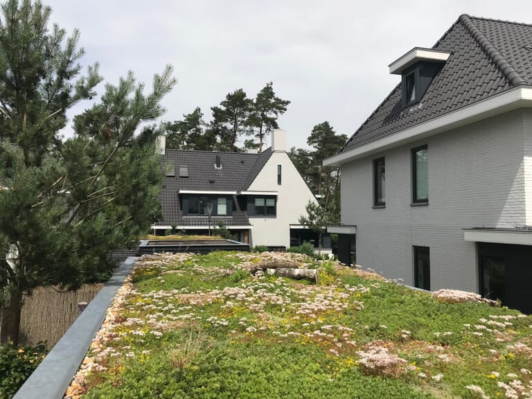 Afbeelding van sedumdak