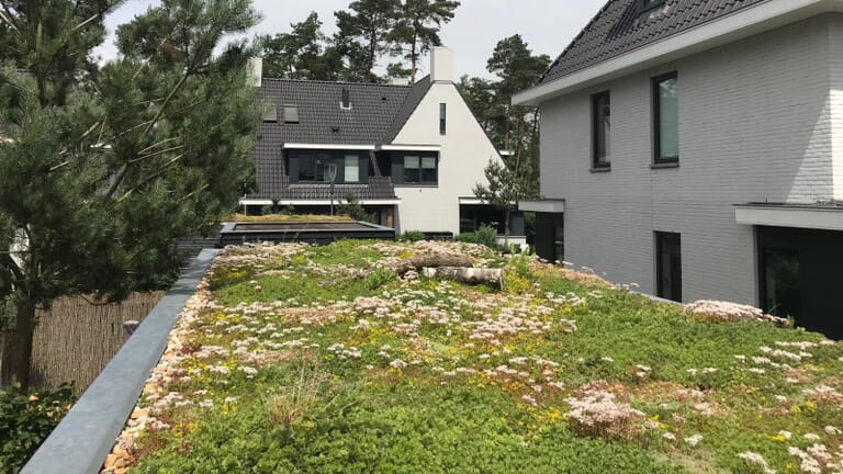 Afbeelding van sedumdak