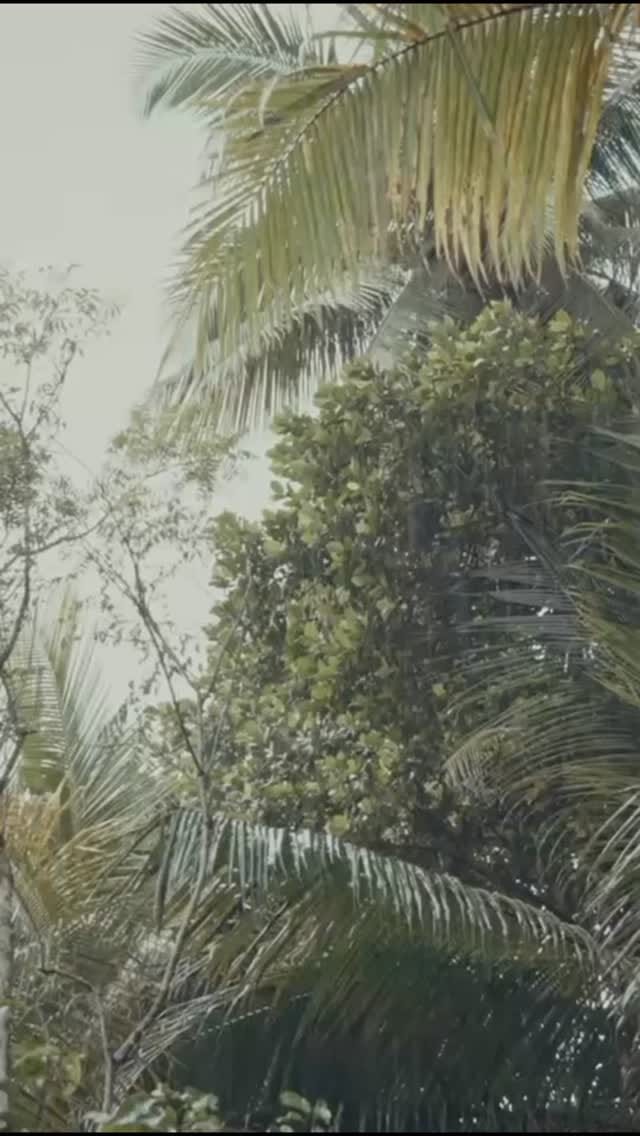 There is something calming about the rain in Sri Lanka. 

The landscape becomes softer, the colours deeper and everything seems to move at a slower rhythm.
For us, these moments are part of the story behind Lanka Coffee. They show the nature, atmosphere and origin that shape the coffee long before it is roasted, brewed or enjoyed.

#lankacoffee #srilanka #rain #asmr #short - Geplaatst door @lankacoffeeandspices