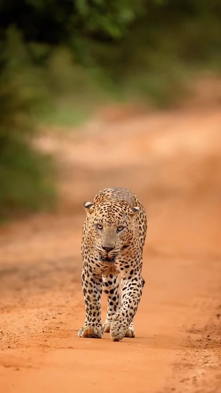 Meet the Sri Lankan leopard, the animal featured on our packaging. Strong, rare and deeply connected to the island we proudly call the home of Lanka Coffee.

#lankacoffee #coffee #panter #nature #srilanka - Geplaatst door @lankacoffeeandspices
