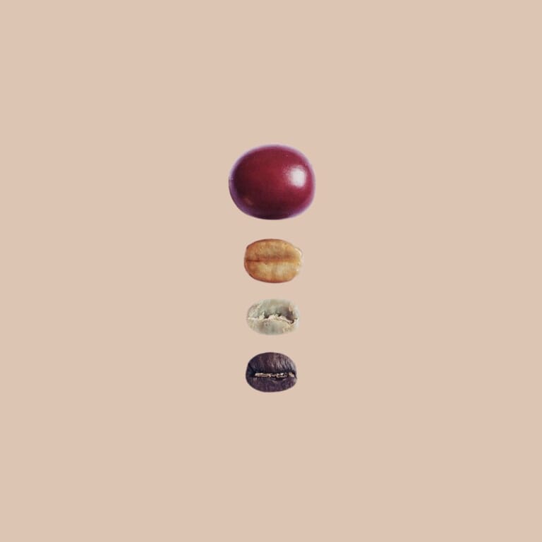 What’s inside a coffee cherry?&amp;#x20;

Under the outer skin is sweet fruit flesh, followed by a sticky layer called mucilage. Beneath that, a protective layer called parchment and a thin silverskin surround the seed: the coffee bean.

Several layers around the little bean that ends up in your cup.

#coffeebeans #lankacoffee #lankacoffeeandspices #koffie - Geplaatst door @lankacoffeeandspices