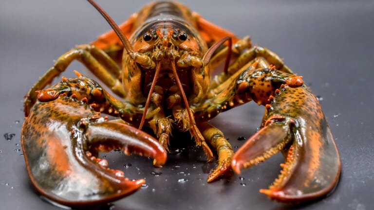 Restaurant rolstoeltoegankelijk zonder invalidentoilet