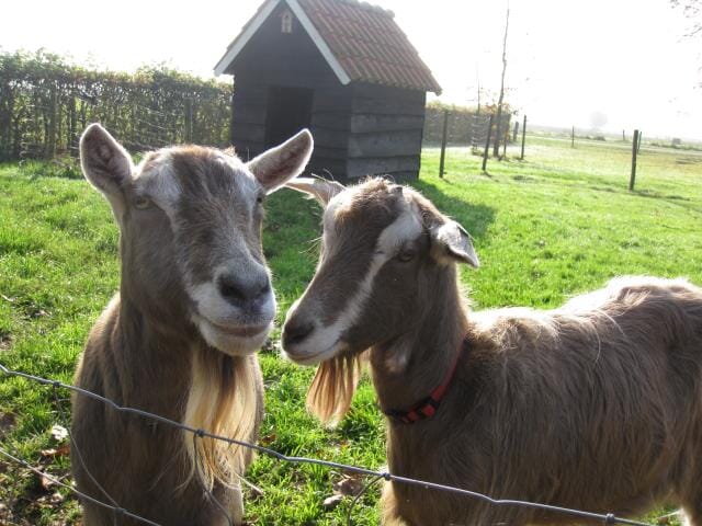 Comfortabele vakantieappartementen in Salland