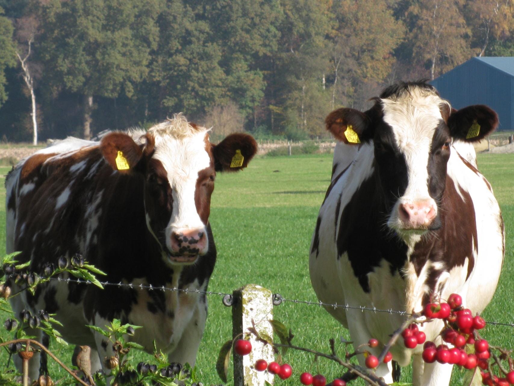 Comfortabele vakantieappartementen in Salland