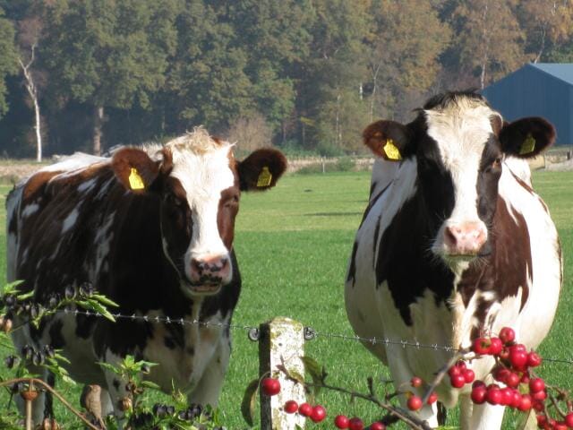 Comfortabele vakantieappartementen in Salland