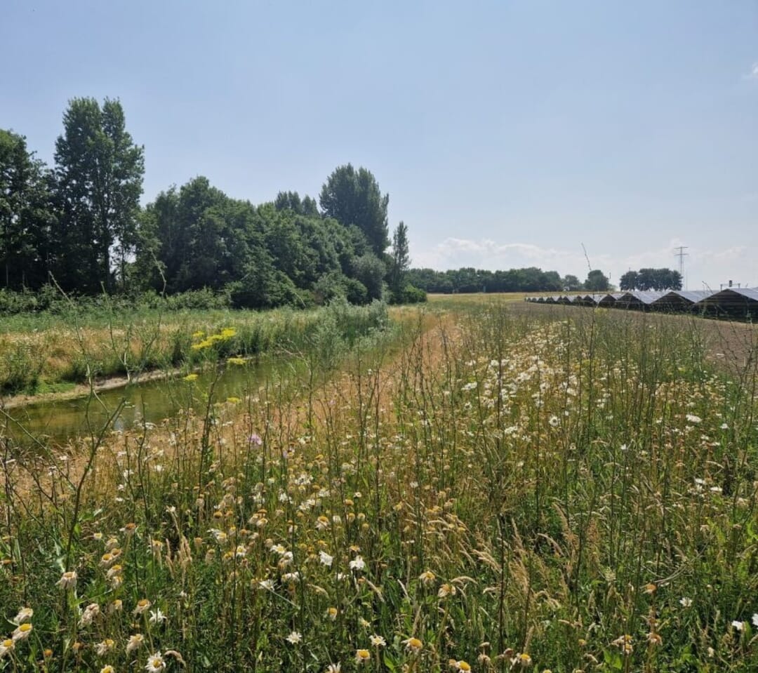 Zonnepark Kamperweg