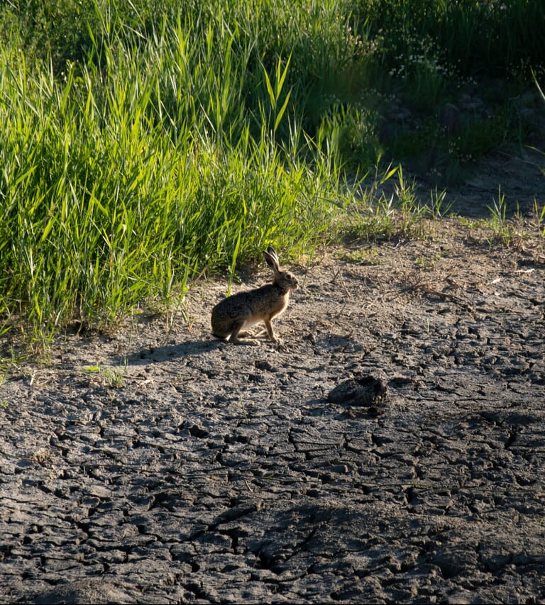 Natuur Paddenpoelen