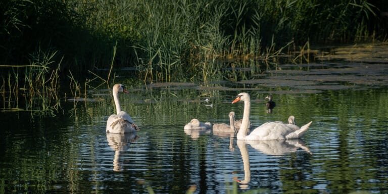 Natuur Paddenpoelen