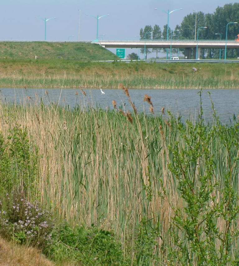 Westerscheldetunnel tracé