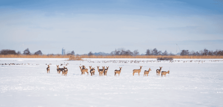 6januari2026-vdwalBeeld