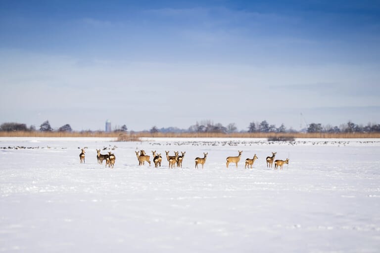 6januari2026-vdwalBeeld