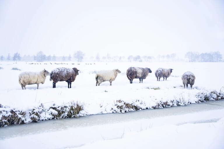 WaterschapSneeuw-©vanderwalbeeld_23
