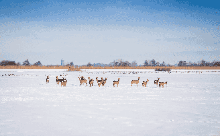 6januari2026-vdwalBeeld